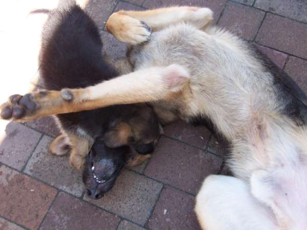 Dasty Spiel mit Welpe.jpg